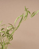 飾るだけでサマになるドライフラワーセット（5種類のユーカリ）＜緑の五重奏＞