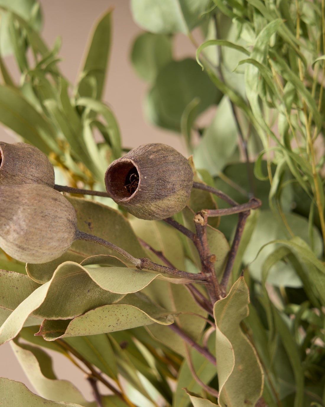 飾るだけでサマになるドライフラワーセット（5種類のユーカリ）＜緑の