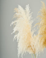 ［BIGボタニカル｜ドライ］パンパスグラス 150-160cm