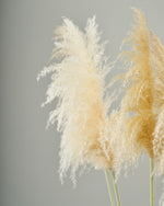 ［BIGボタニカル｜ドライ］パンパスグラス 150-160cm