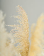 ［BIGボタニカル｜ドライ］パンパスグラス 150-160cm