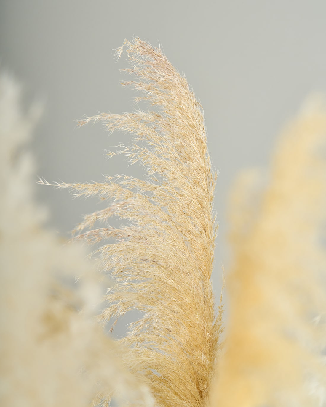 ［BIGボタニカル｜ドライ］パンパスグラス 150-160cm