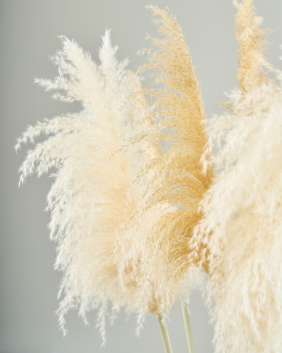 ［BIGボタニカル｜ドライ］パンパスグラス 150-160cm