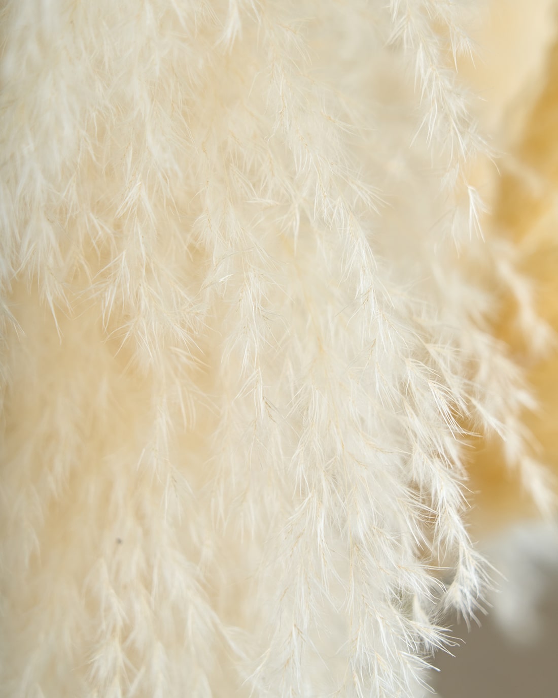 ［BIGボタニカル｜ドライ］パンパスグラス 150-160cm