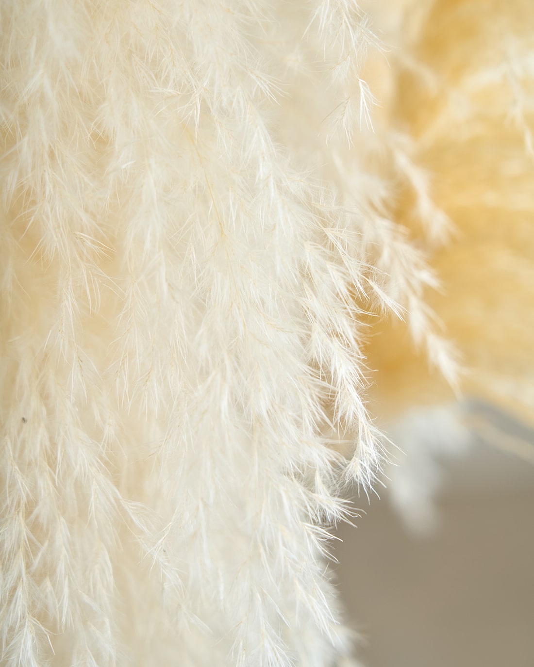 BIGボタニカル｜ドライ］パンパスグラス 150-160cm 商品ページ