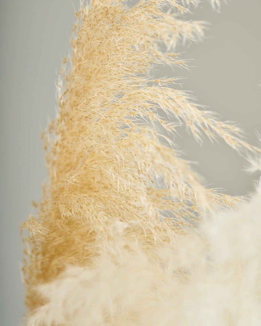 BIGボタニカル｜ドライ］パンパスグラス 150-160cm 商品ページ - 土と