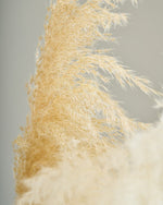 ［BIGボタニカル｜ドライ］パンパスグラス 150-160cm