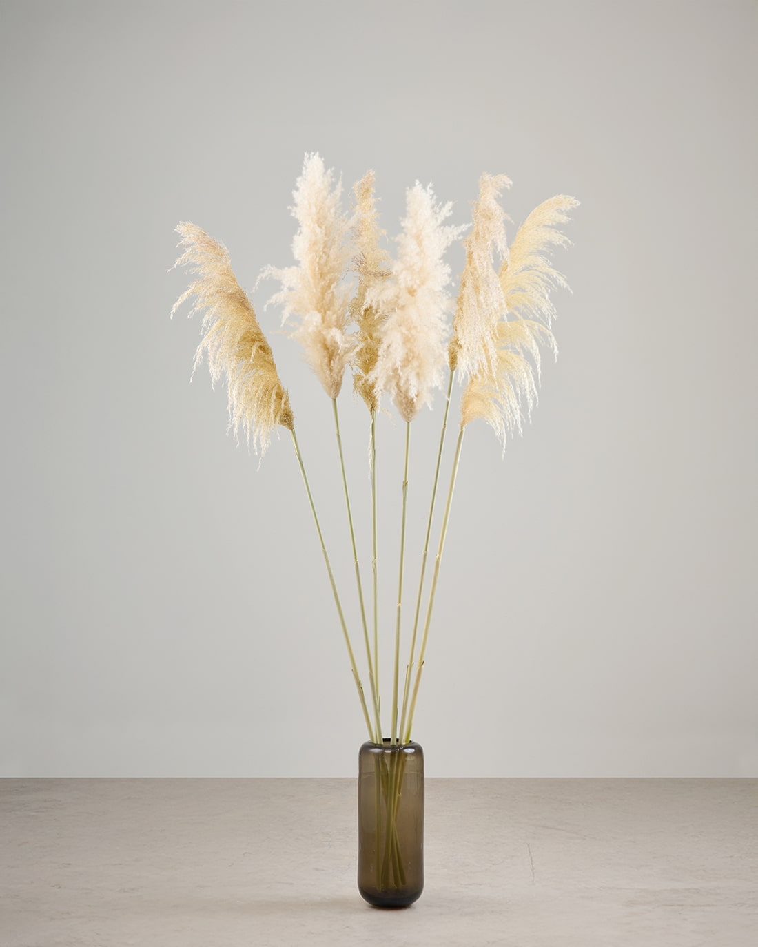 パンパスグラス ドライフラワー Ｎｏ．12 BIGボタニカル｜ドライ］パンパスグラス 150-160cm 商品ページ - 土と