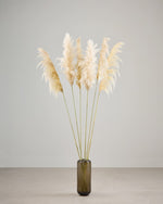 ［BIGボタニカル｜ドライ］パンパスグラス 150-160cm