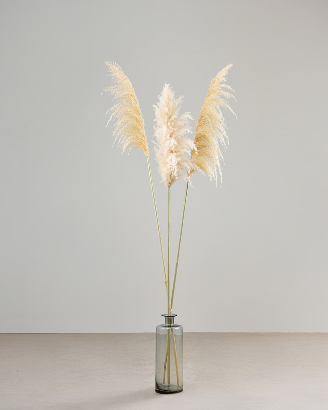 ［BIGボタニカル｜ドライ］パンパスグラス 150-160cm