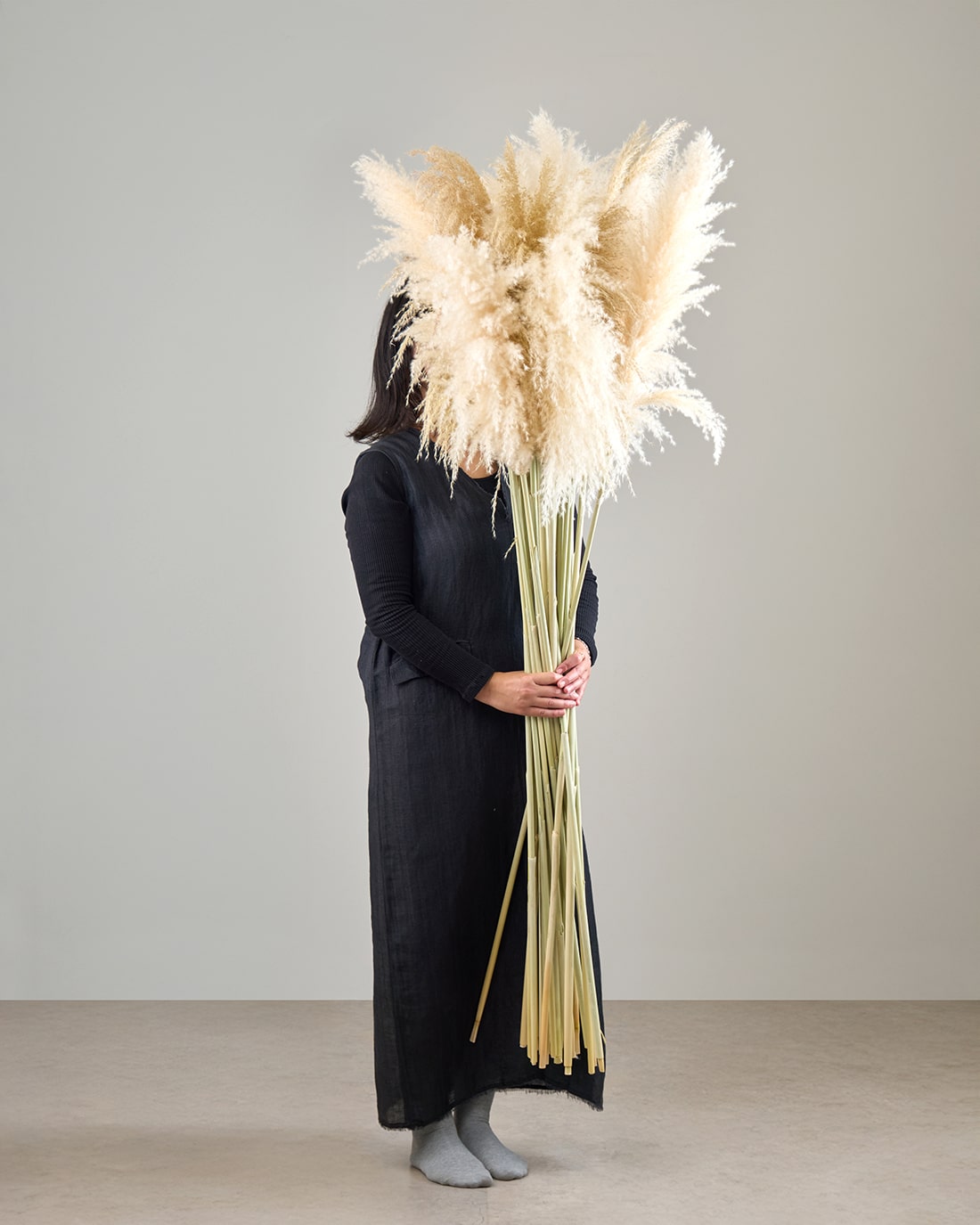 ［BIGボタニカル｜ドライ］パンパスグラス 150-160cm