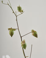 ［BIGボタニカル｜ドライ］コットンフラワー