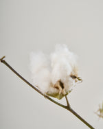 ［BIGボタニカル｜ドライ］コットンフラワー