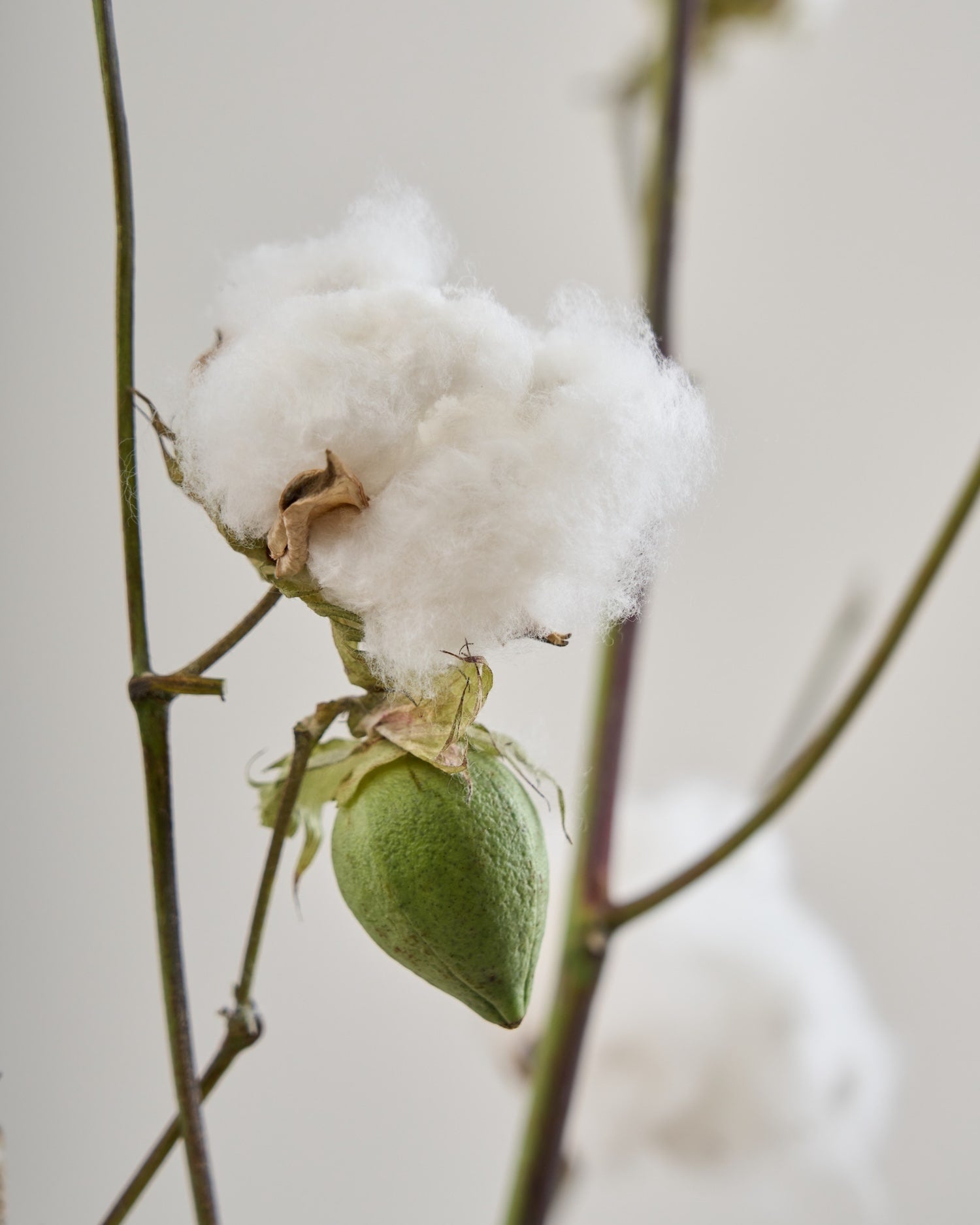 在庫整理❣️爆盛り‼️ドライ　花材　長め BIGボタニカル｜ドライ］コットンフラワー 110cm 商品ページ