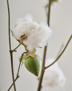 ［BIGボタニカル｜ドライ］コットンフラワー