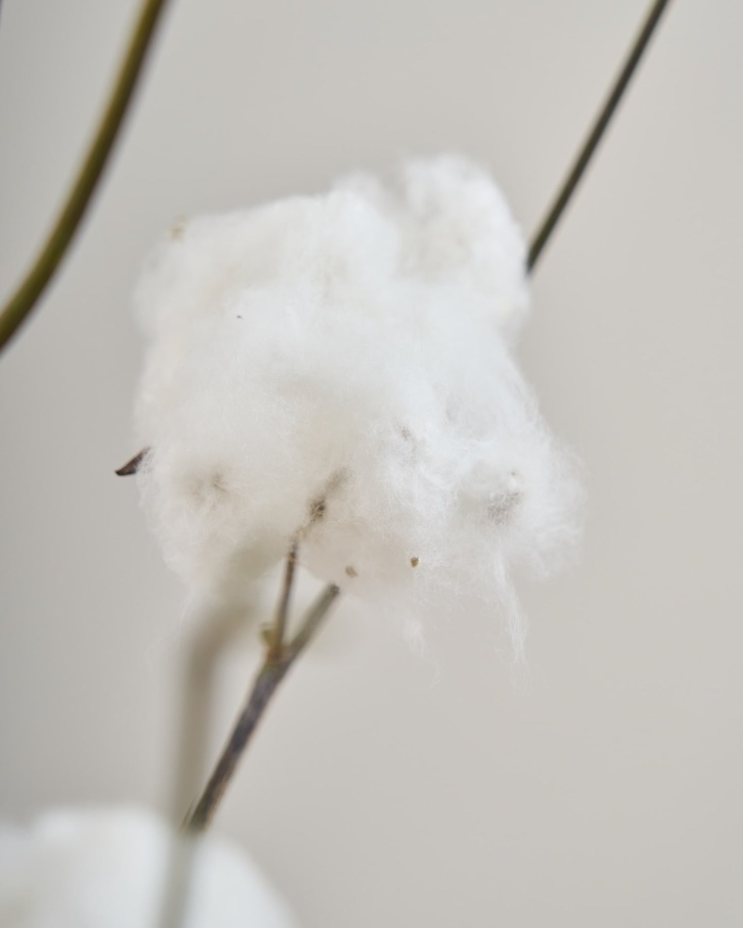 ［BIGボタニカル｜ドライ］コットンフラワー