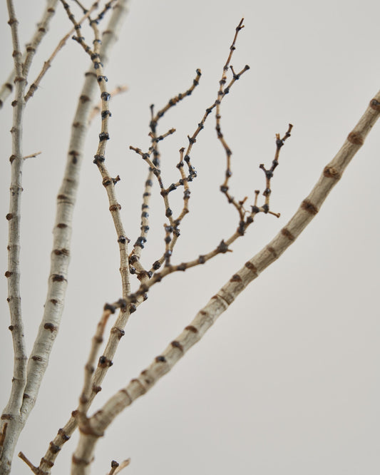 ［BIGボタニカル｜ドライ］タイガーウッド 80-120cm