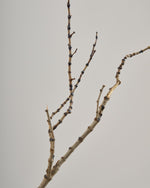 ［BIGボタニカル｜ドライ］タイガーウッド 80-120cm