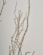 ［BIGボタニカル｜ドライ］タイガーウッド 80-120cm