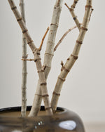 ［BIGボタニカル｜ドライ］タイガーウッド 80-120cm