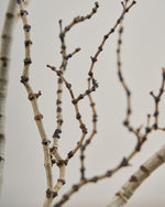 ［BIGボタニカル｜ドライ］タイガーウッド 80-120cm