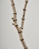 ［BIGボタニカル｜ドライ］タイガーウッド 80-120cm