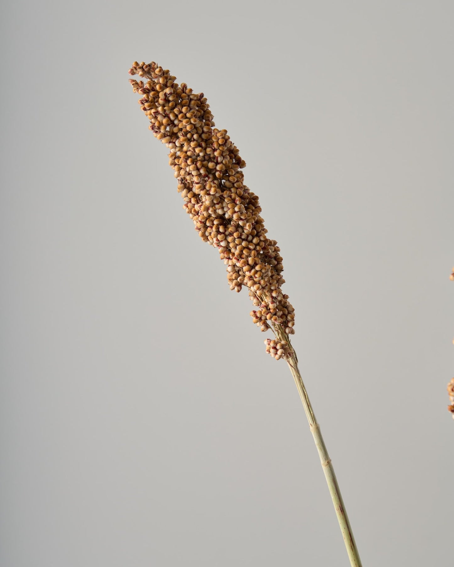 ［ドライフラワー］キビ ソルガム