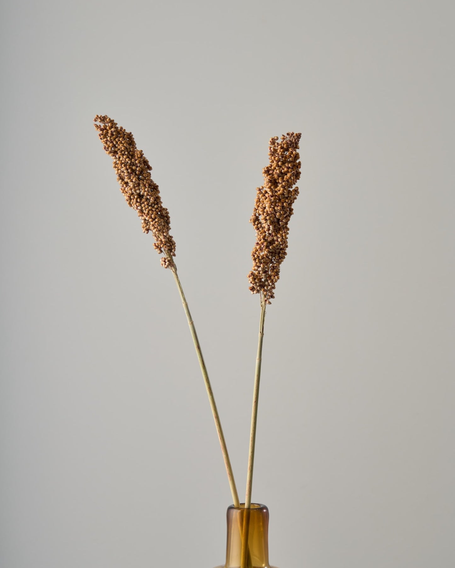 ［ドライフラワー］キビ ソルガム