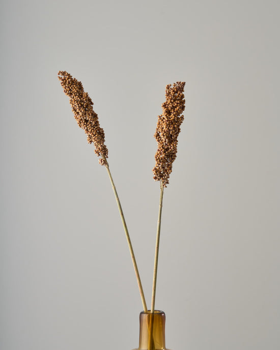 ［ドライフラワー］キビ ソルガム