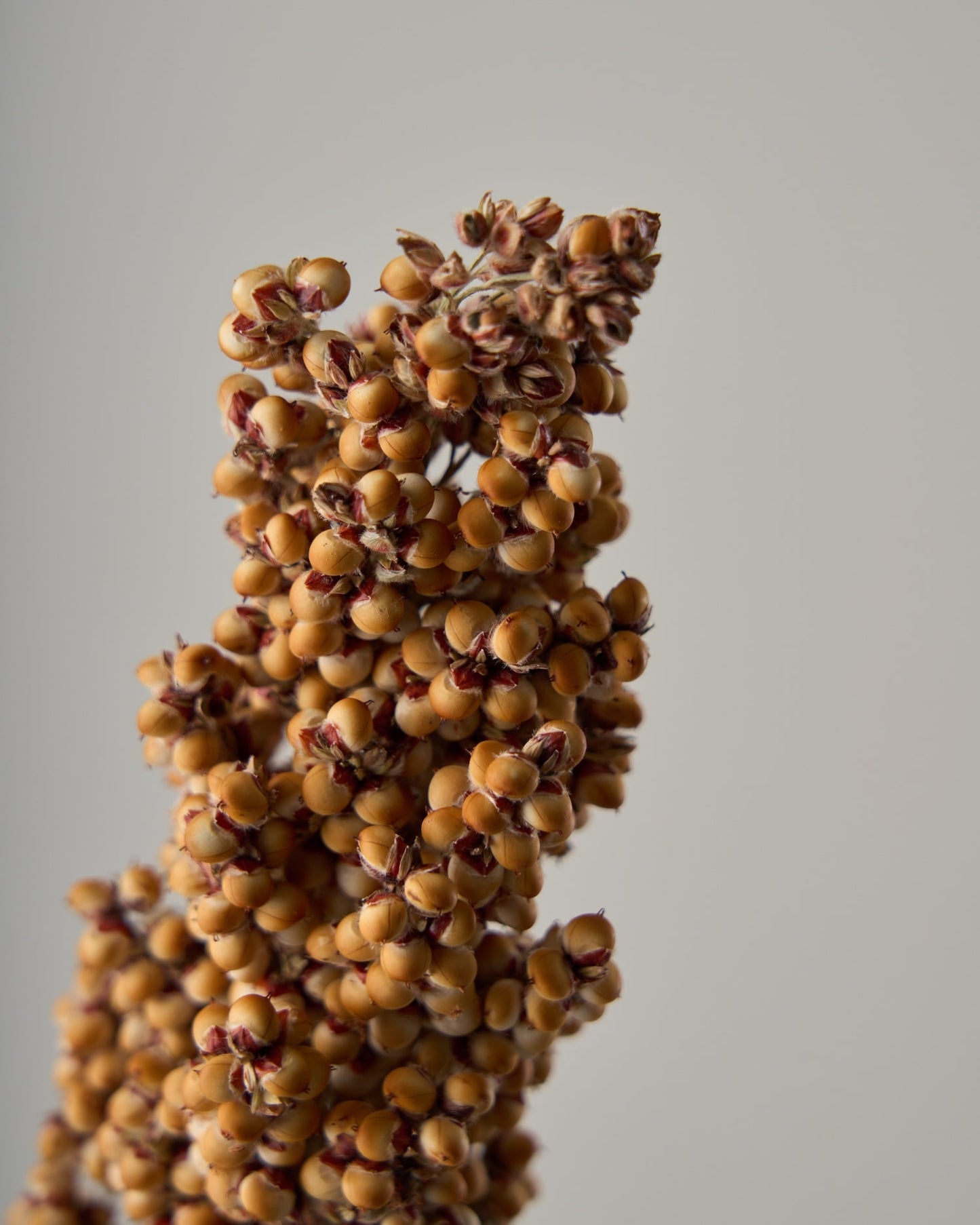 ［ドライフラワー］キビ ソルガム