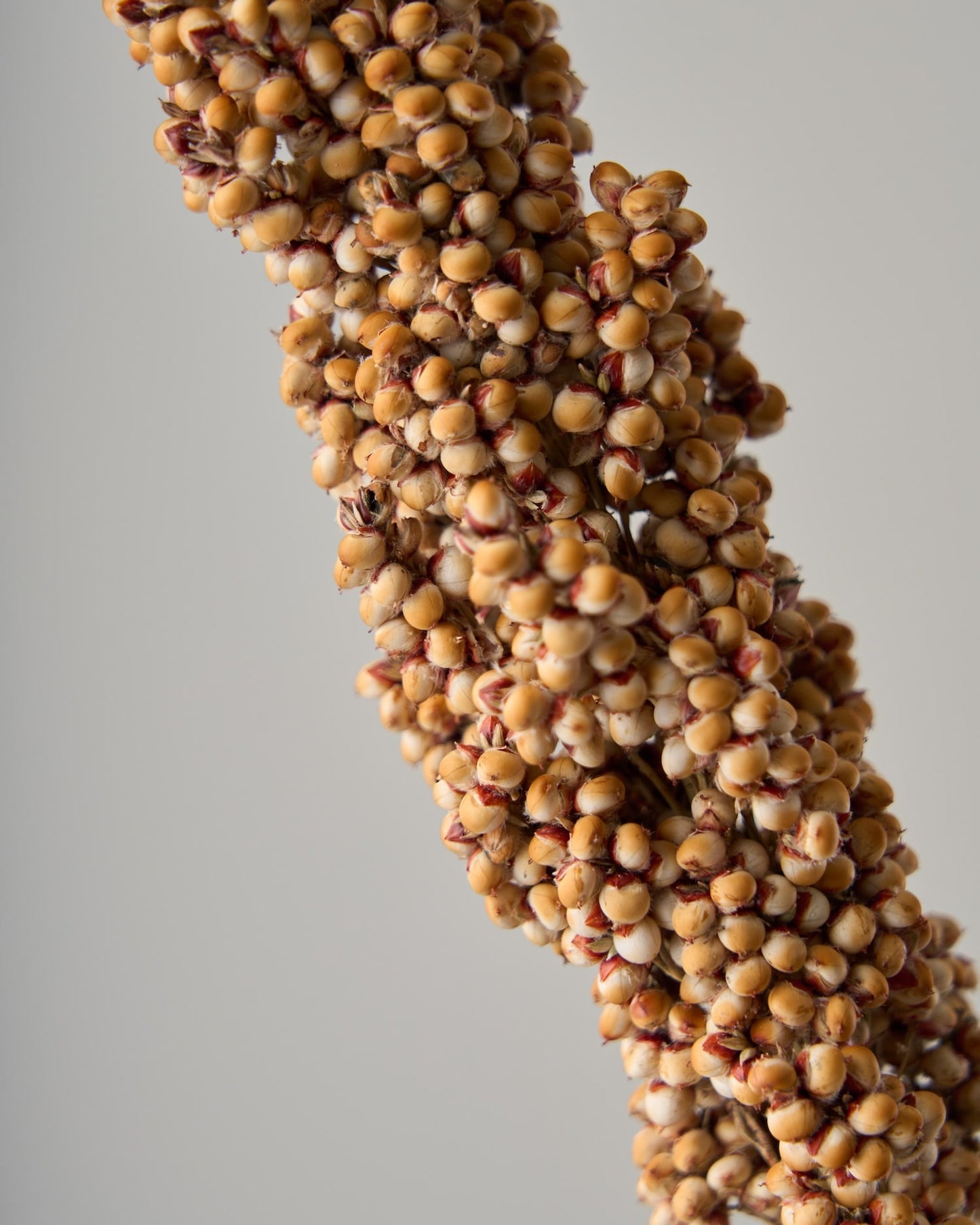 ［ドライフラワー］キビ ソルガム