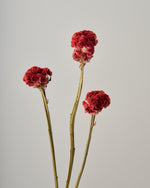 ［ドライフラワー］ケイトウ