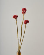 ［ドライフラワー］ケイトウ