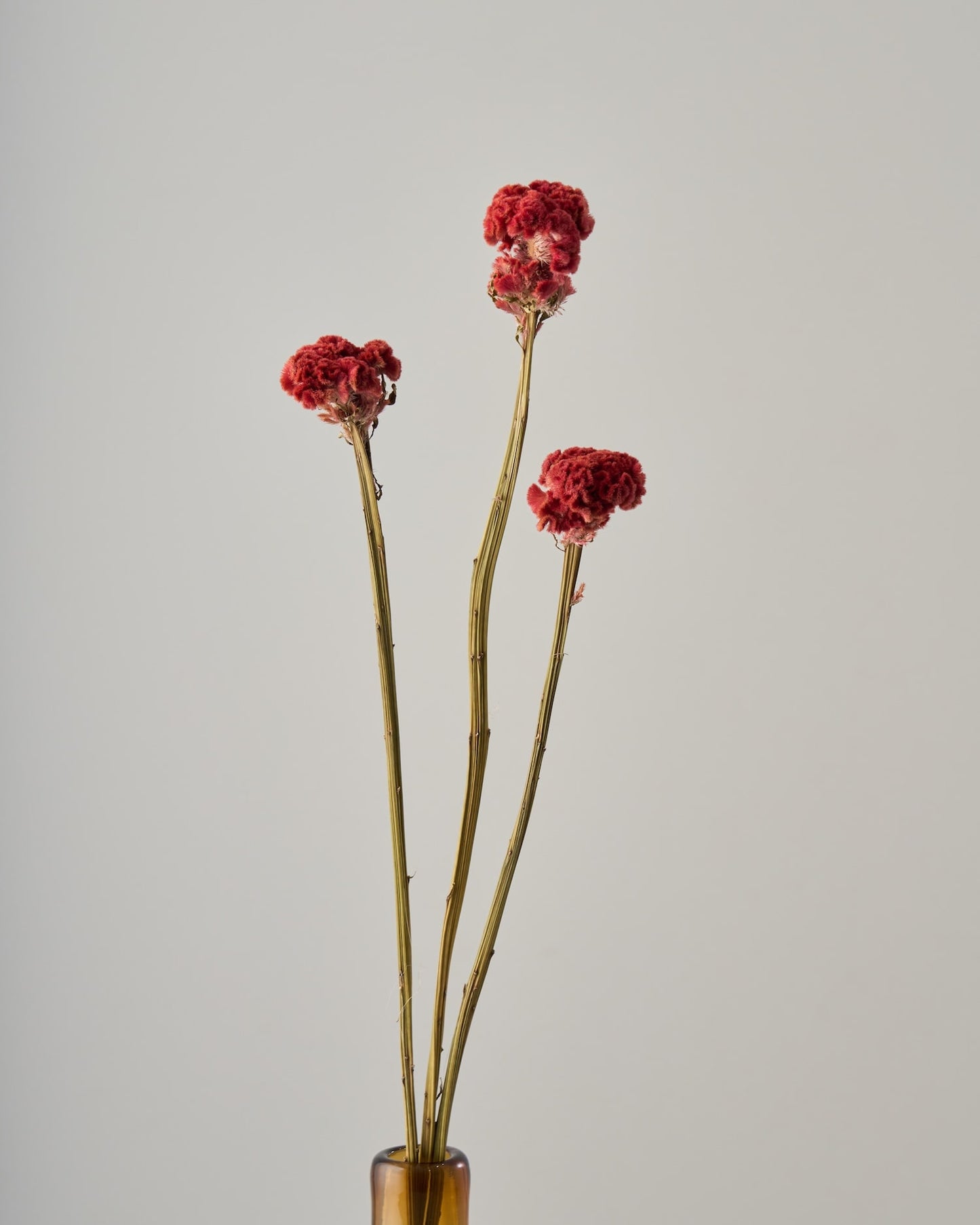 ［ドライフラワー］ケイトウ