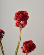 ［ドライフラワー］ケイトウ
