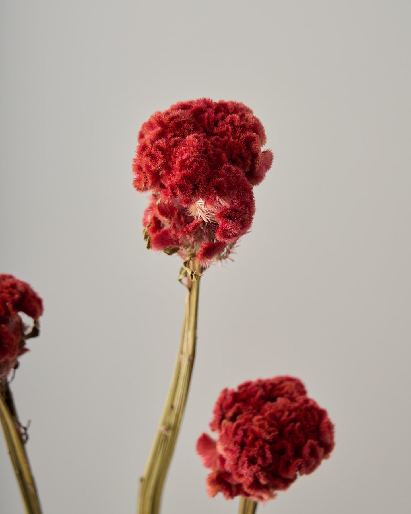 ［ドライフラワー］ケイトウ