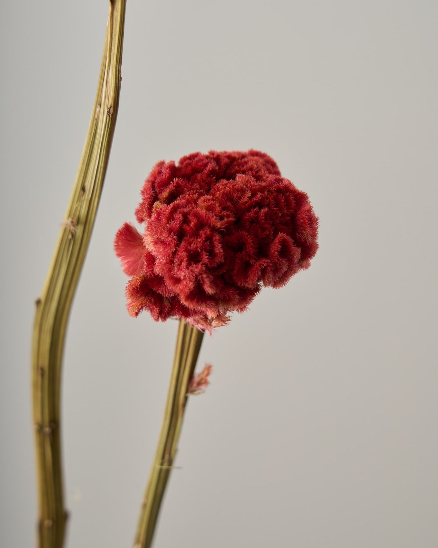 ［ドライフラワー］ケイトウ