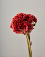 ［ドライフラワー］ケイトウ