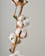 ［ドライフラワー］コットンフラワー