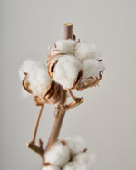 ［ドライフラワー］コットンフラワー