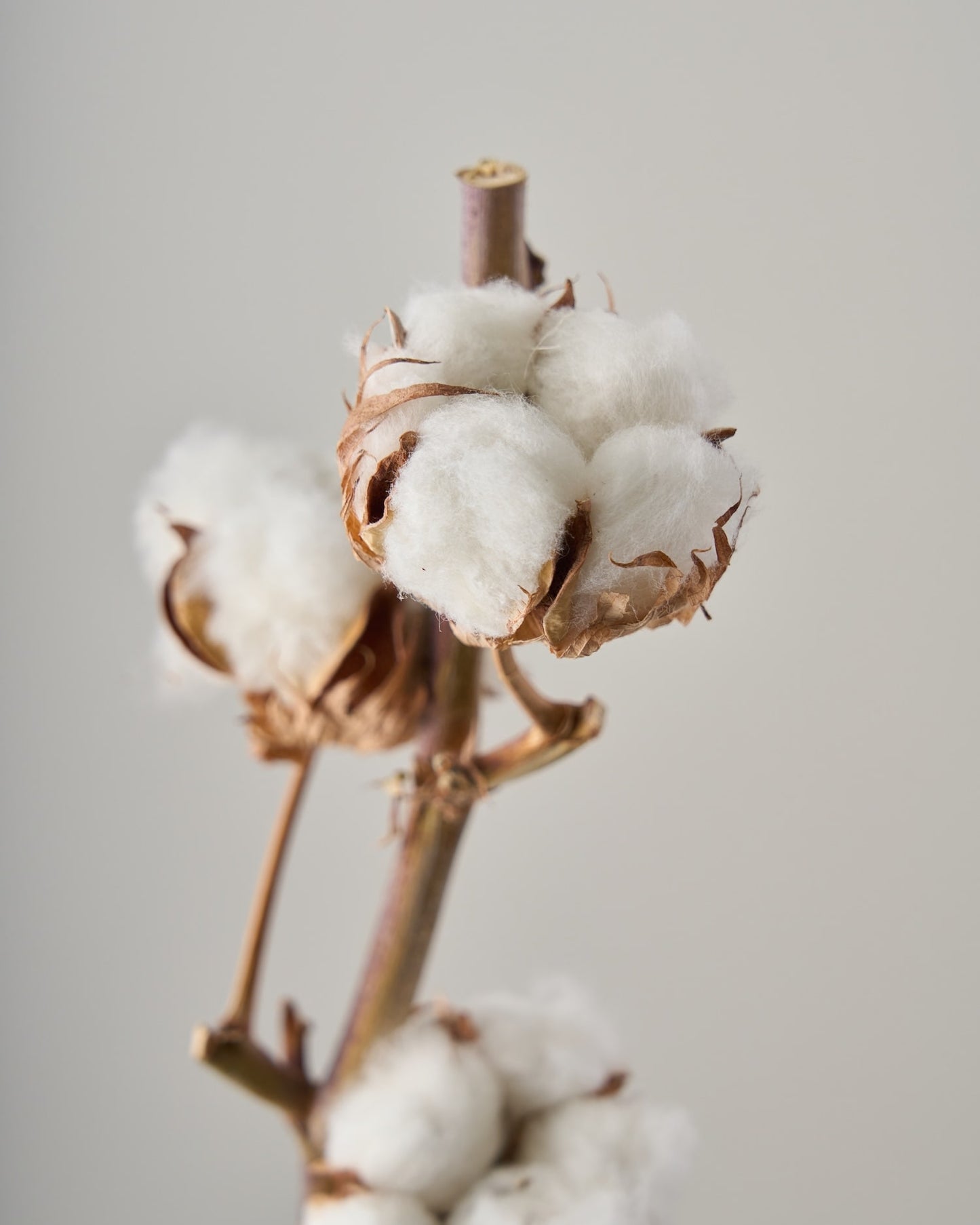 ［BIGボタニカル｜ドライ］コットンフラワー