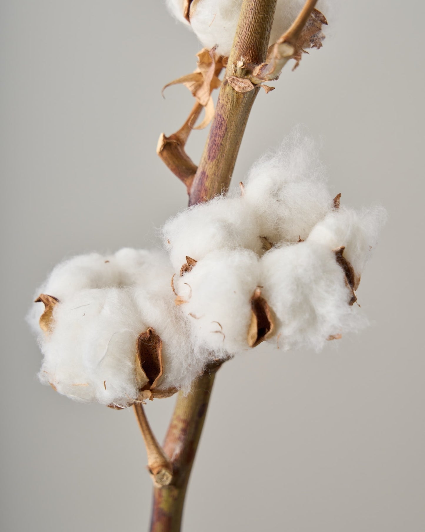 ［ドライフラワー］コットンフラワー