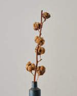 ［ドライフラワー］コットンフラワー