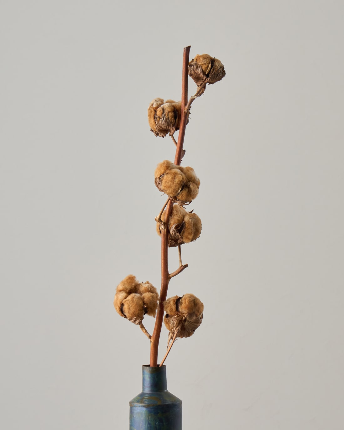 ［ドライフラワー］コットンフラワー