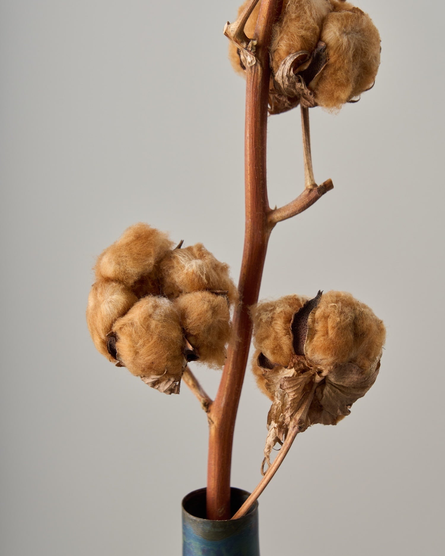 ドライフラワー］コットンフラワー商品ページ - 土と風の植物園