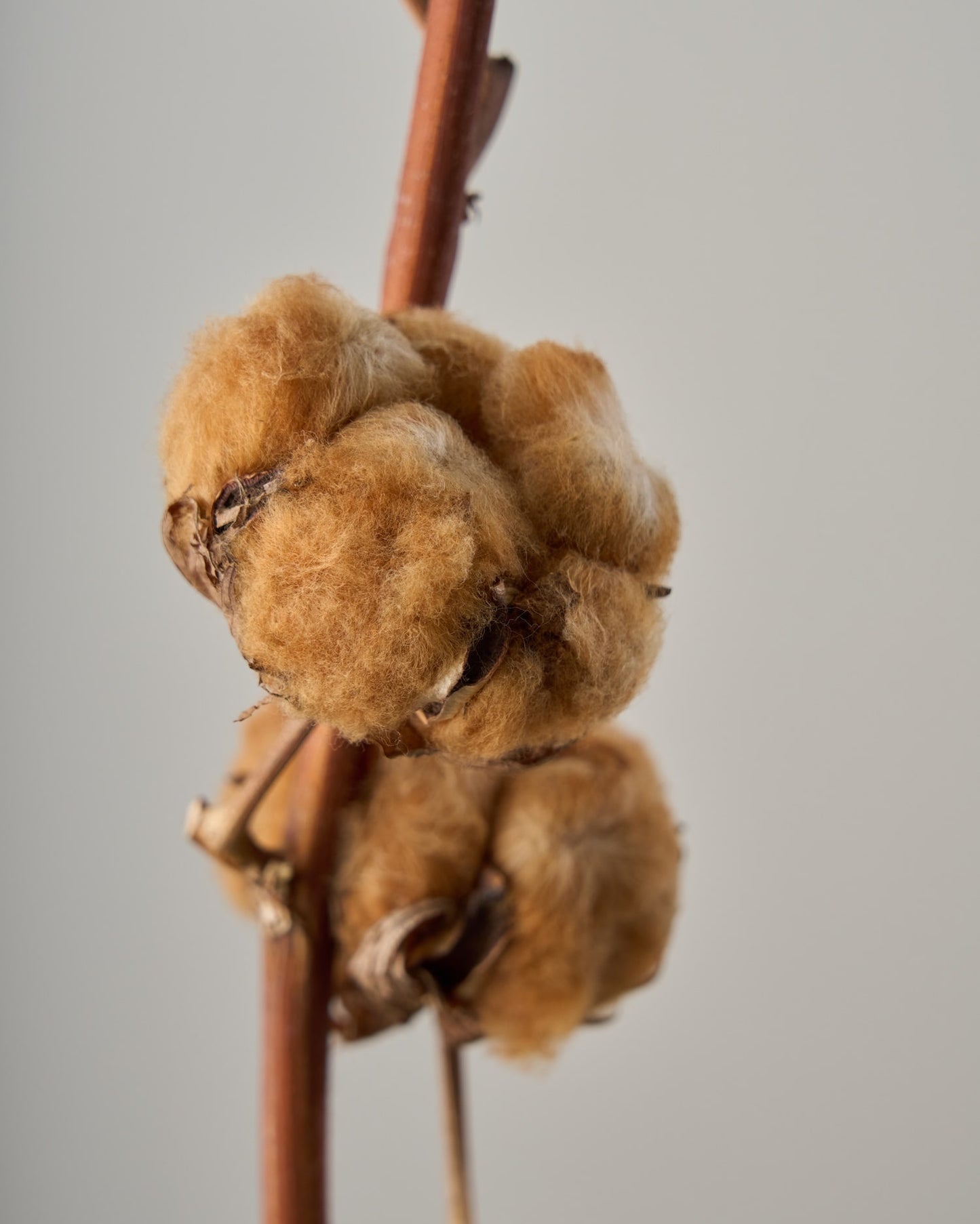 ［ドライフラワー］コットンフラワー