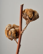 ［ドライフラワー］コットンフラワー