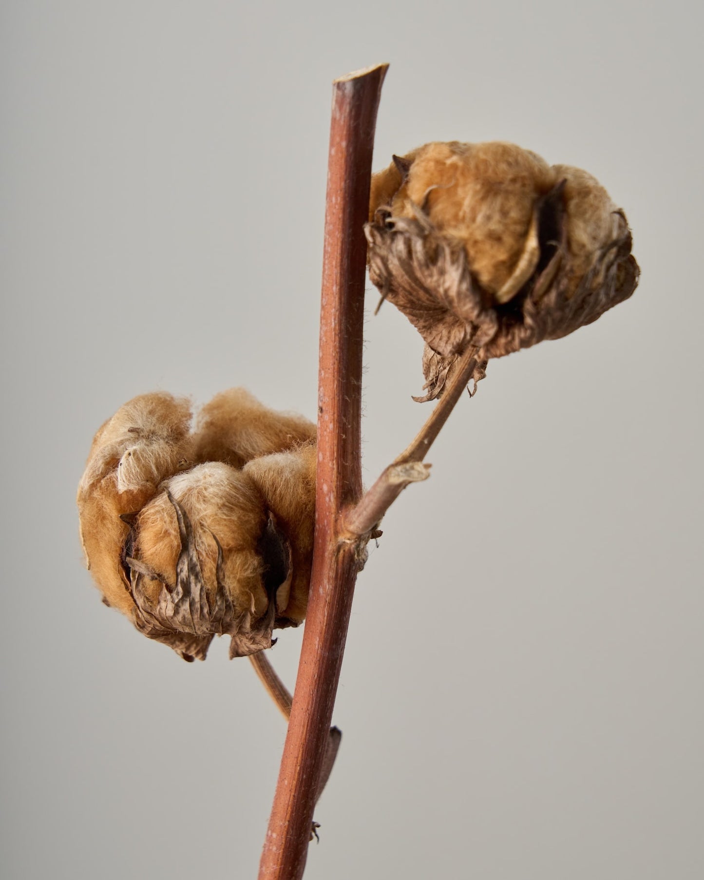 ［ドライフラワー］コットンフラワー