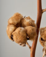 ［ドライフラワー］コットンフラワー