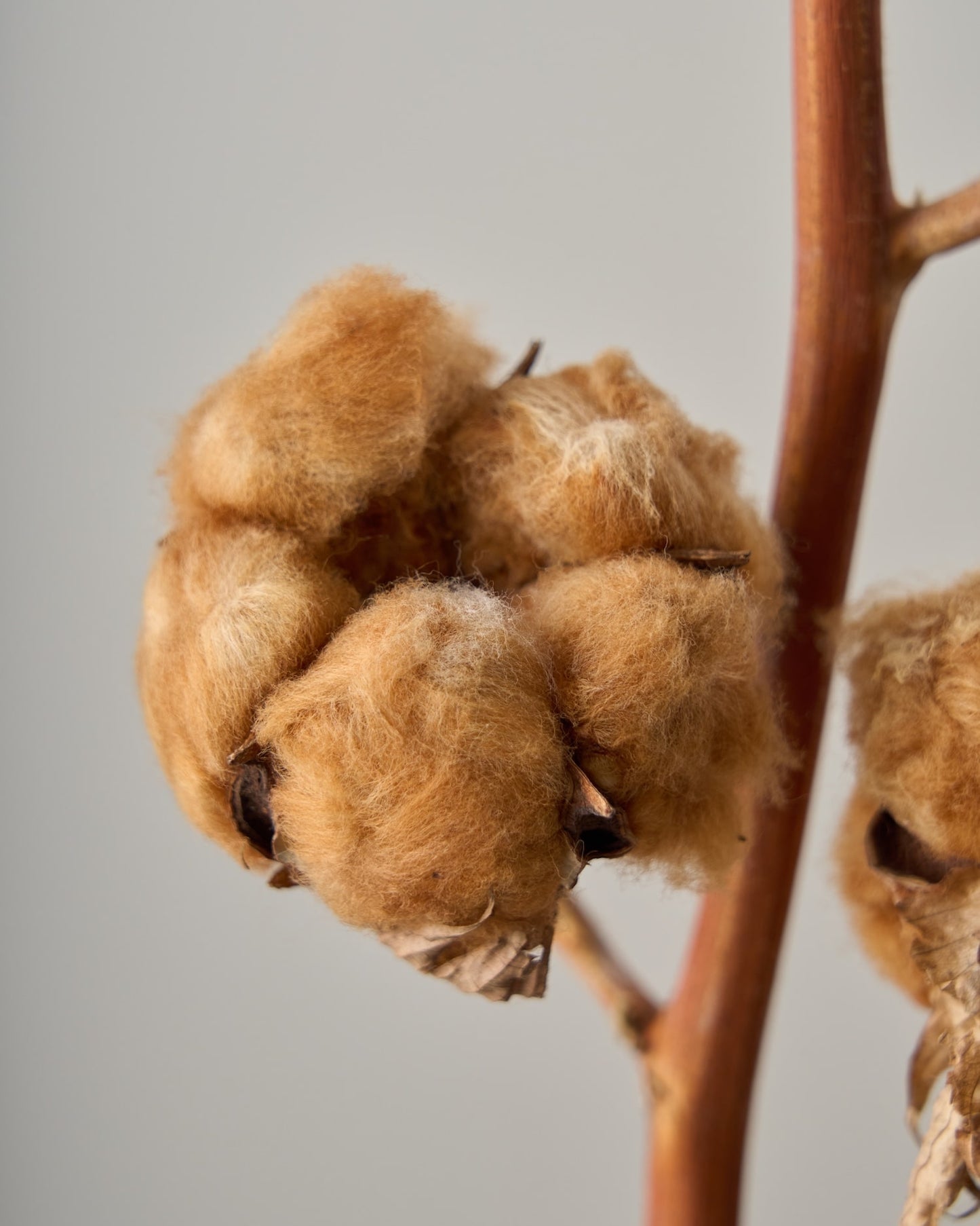 ［ドライフラワー］コットンフラワー